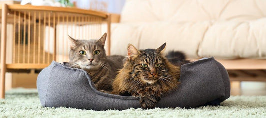 How to keep house clean with multiple pets