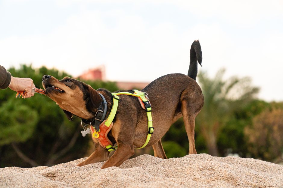 Can the wrong harness make pulling worse?