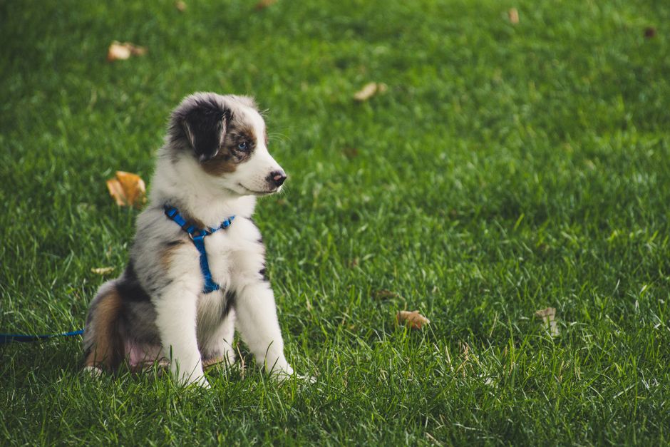 Can puppies use no-pull harnesses?