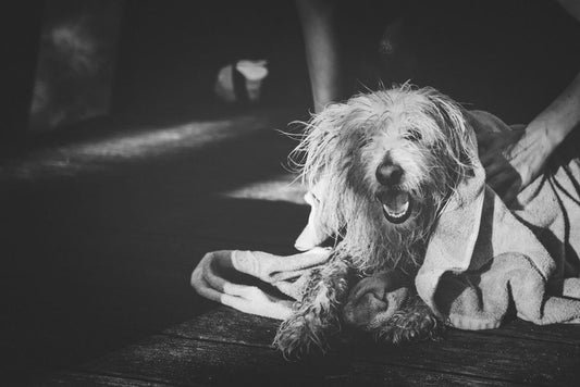 Can You Clean a Dog Without a Bath? 5 Quick Dry Grooming Hacks