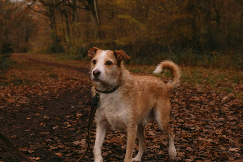 How do I calm my dog before a walk?