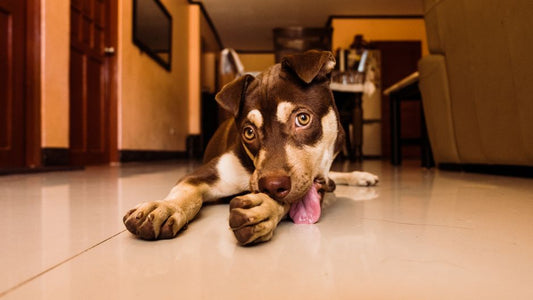 Why Is My Dog Licking Their Paws Constantly?