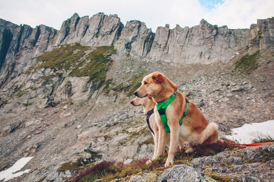 Can dogs wear harnesses all day?