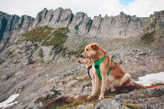 Can dogs wear harnesses all day?