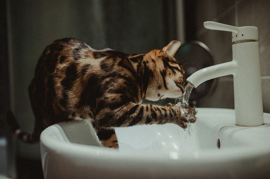 Why Is My Cat Not Drinking Water? 5 Easy Ways to Hydrate Your Feline