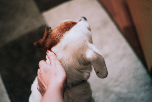 Why Are My Dog's Ears Hot to the Touch?