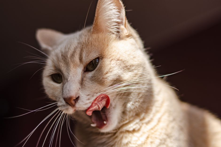 Why Is My Cat Coughing Like They Have a Hairball (But Nothing Comes Out)?
