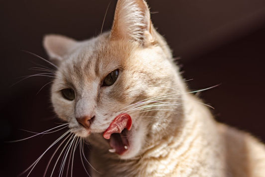 Why Is My Cat Coughing Like They Have a Hairball (But Nothing Comes Out)?