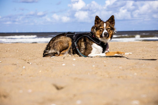 Can a dog escape from a harness?