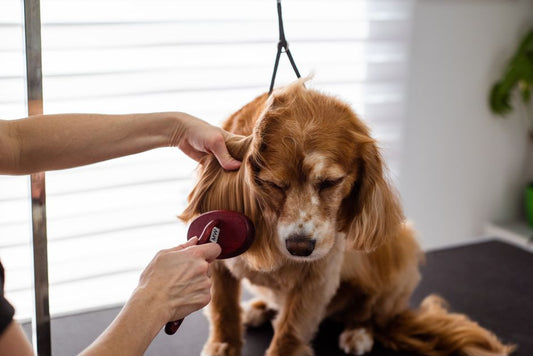 How to stop dog from shedding
