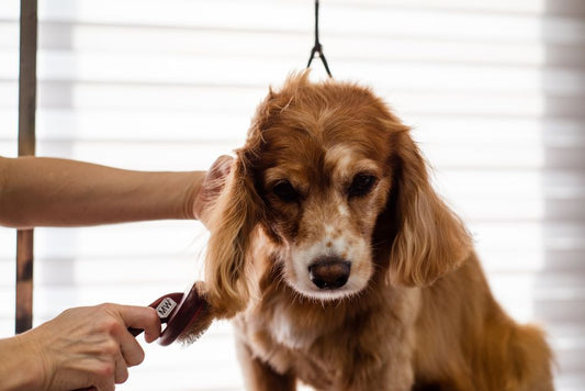 5 Daily Grooming Mistakes That Are Secretly Ruining Your Pet’s Coat
