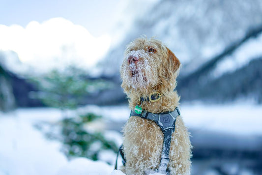 Can a no-pull harness help with leash pulling?