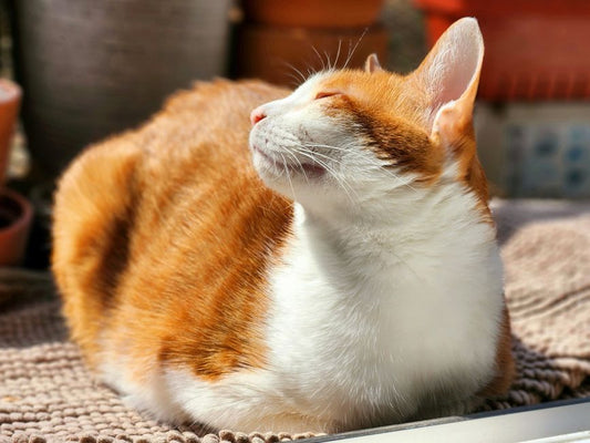 How Do I Know If My Cat Is Overweight? (And How to Fix It)