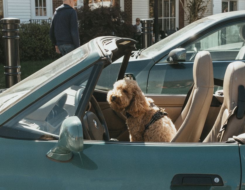 Can a dog harness be used with a car seat belt?