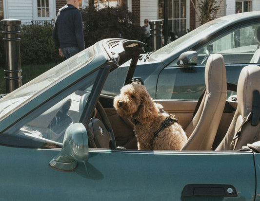 Can a dog harness be used with a car seat belt?
