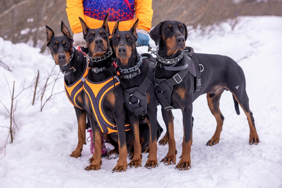 Are heavy-duty harnesses better for strong dogs?