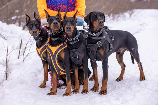 Are heavy-duty harnesses better for strong dogs?