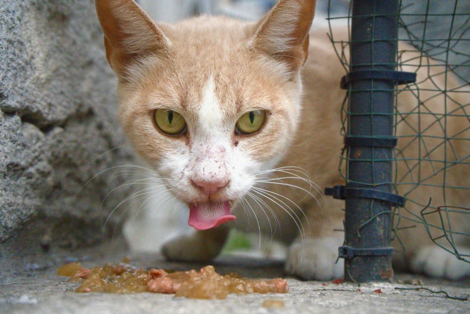 Why Does My Cat Throw Up Right After Eating?