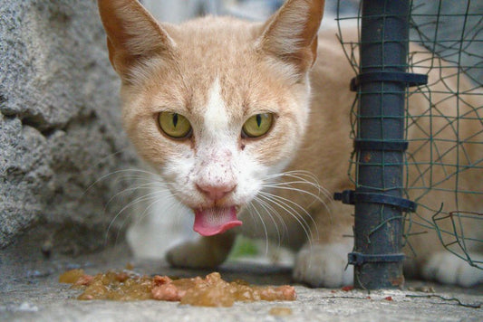 Why Does My Cat Throw Up Right After Eating?