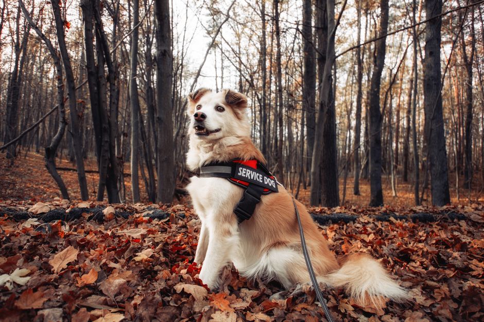 Can a harness help with reactive dog walking?