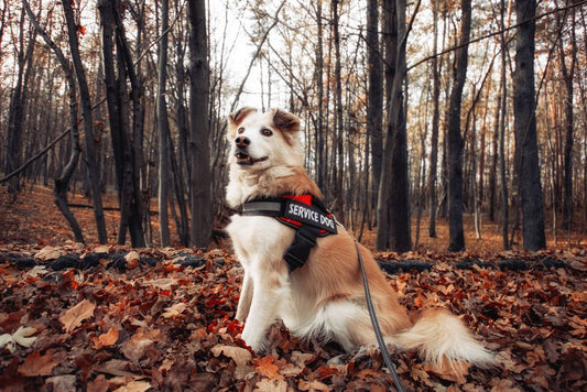 Can a harness help with reactive dog walking?