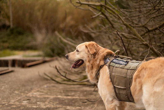 Can I use a tactical harness for hiking?