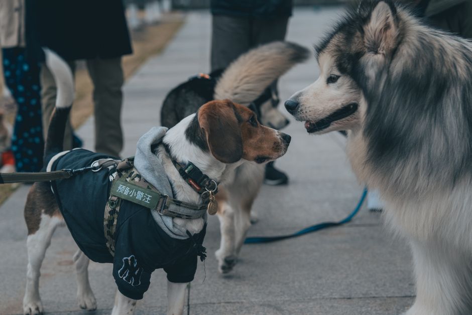 At what age can a dog start wearing a harness?