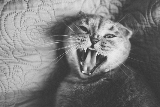 What Does It Mean When a Cat Purrs But Growls?