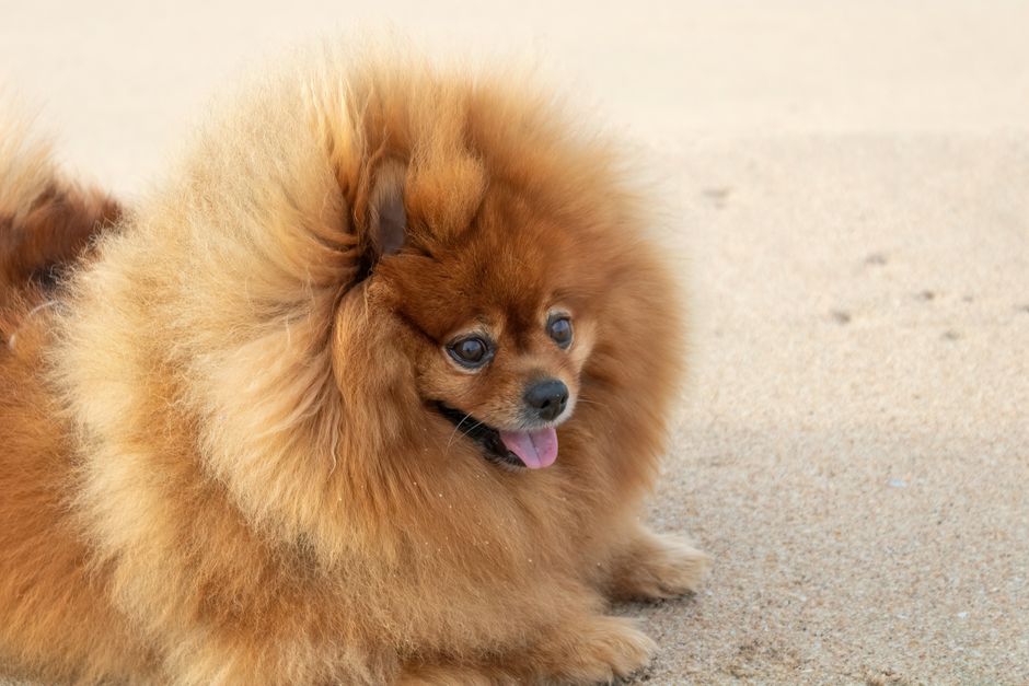 Why Does My Dog Have Dandruff? (And How to Treat Flaky Skin Naturally)
