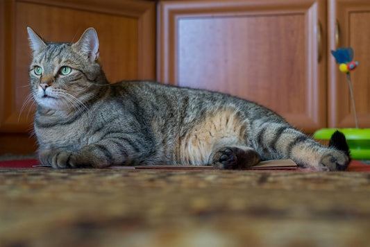 Why Is My Cat Experiencing Sudden Weight Loss?