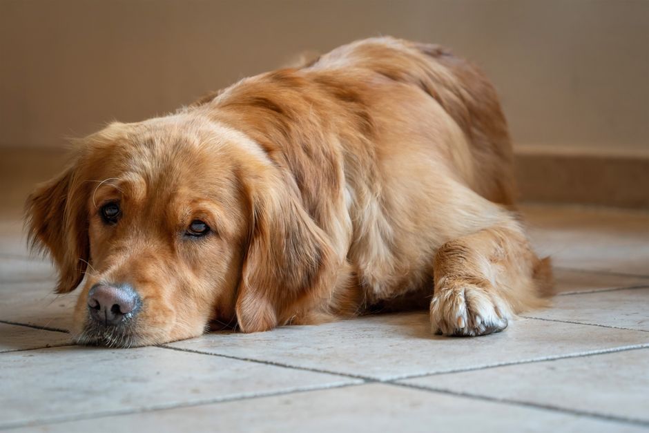 Is My Dog Sad or Sick? 5 Signs Your Pup Is in Pain
