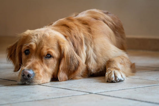 Is My Dog Sad or Sick? 5 Signs Your Pup Is in Pain