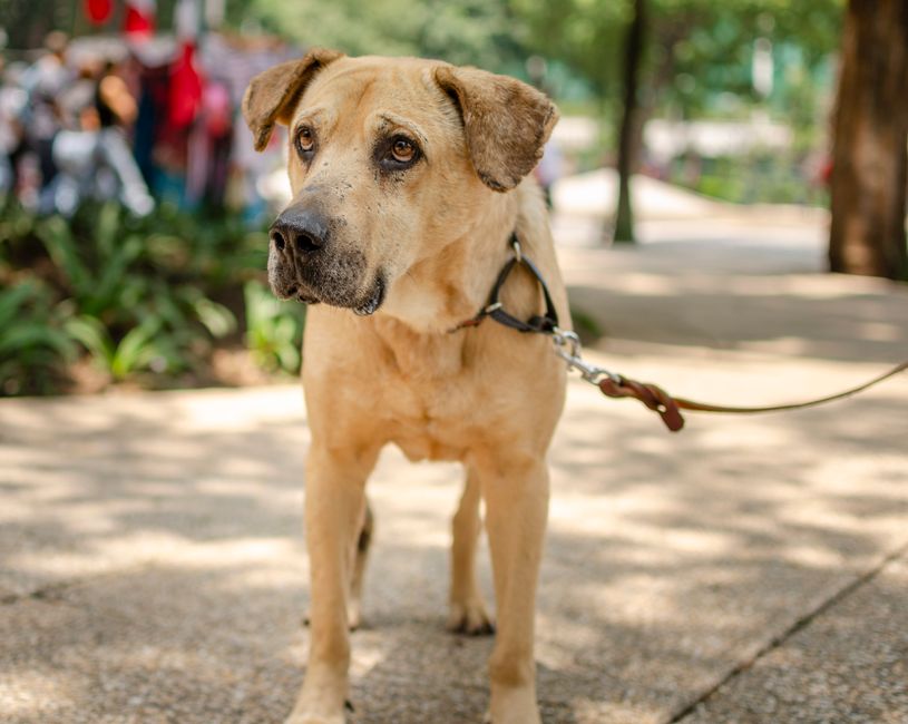 Are retractable leashes bad for large dogs?