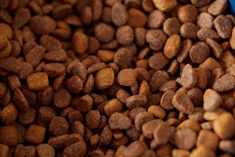 What Can I Feed My Dog for an Upset Stomach? (Vet-Approved Remedies)