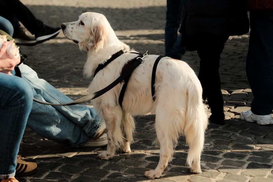 Can a harness with a handle help in crowded areas?