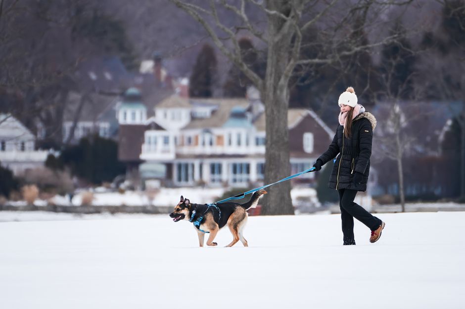 How can I walk a large dog without getting dragged?