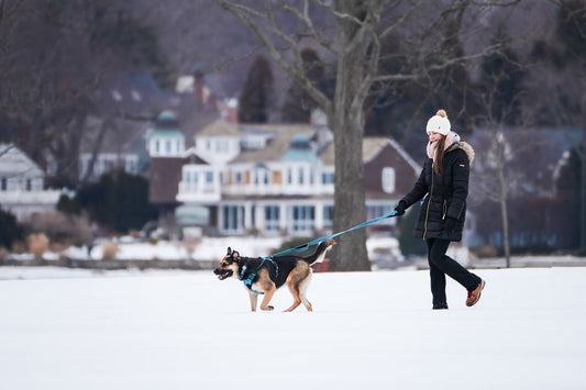 How can I walk a large dog without getting dragged?