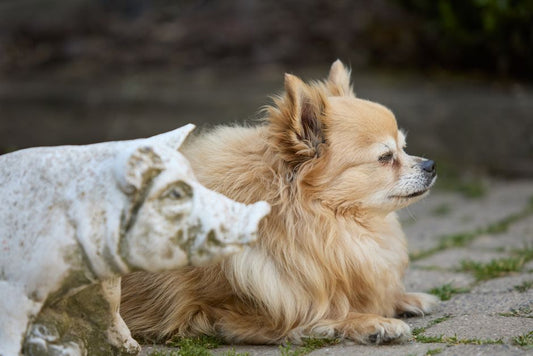 Why Is My Dog Grunting Like a Pig? (Normal vs. Concerning Signs)