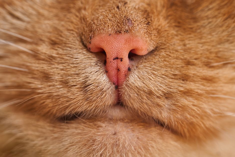 Why Is My Cat’s Nose Wet? (And When You Should Worry)