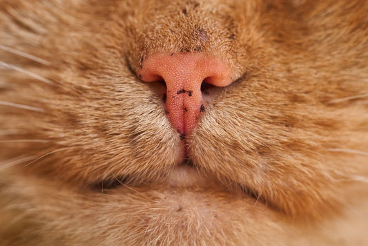 Why Is My Cat’s Nose Wet? (And When You Should Worry)