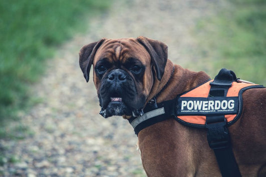 Can a harness hurt my dog’s shoulders?