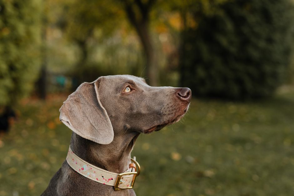 Can a collar damage a dog’s neck?