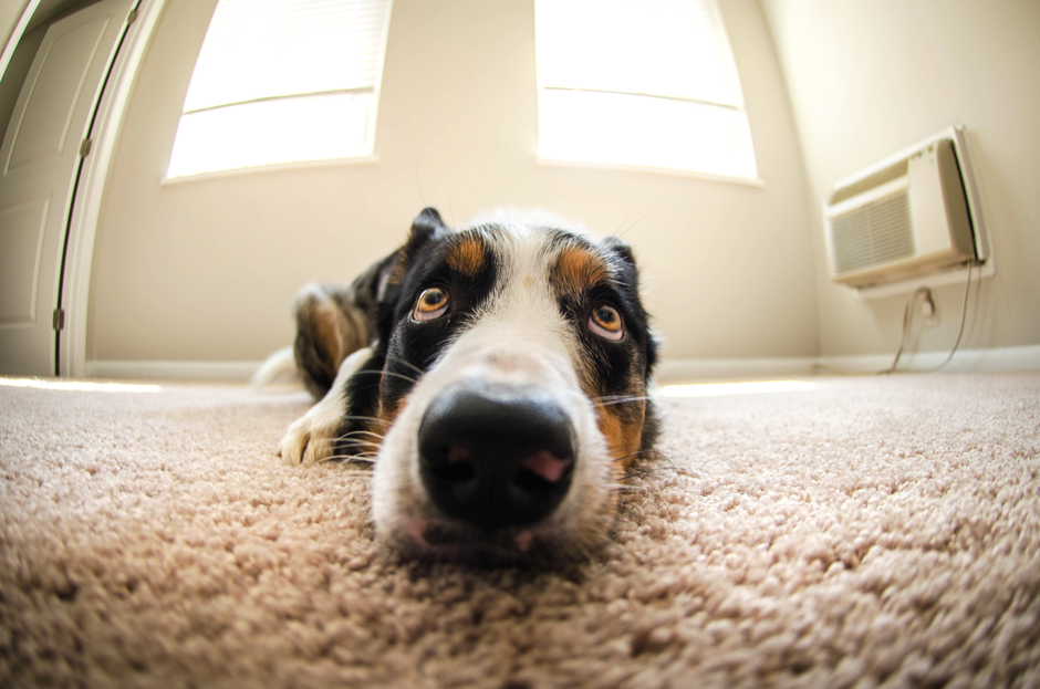 Why Is My Dog Scooting on the Carpet? (It’s Not Always Worms)