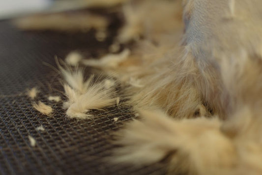Why Is My Cat Losing Hair in Clumps? Normal Shedding vs. Alopecia