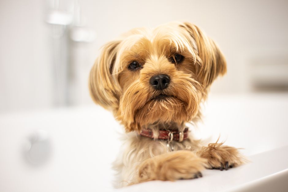 How Often Should You Really Bathe a Dog with Sensitive Skin?