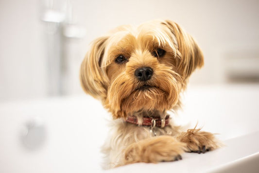 How Often Should You Really Bathe a Dog with Sensitive Skin?