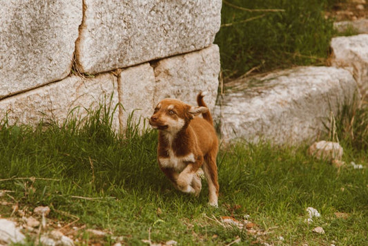 Why Is My Dog Eating Grass? The Hidden Reasons Behind This Habit