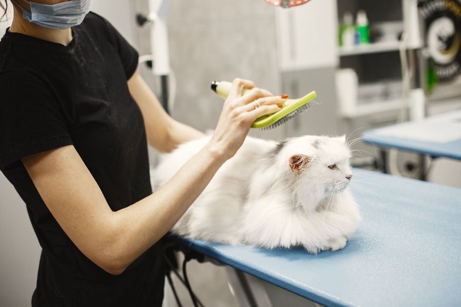 7 Vet-Approved Tips to Deal with Excessive Pet Shedding in Spring