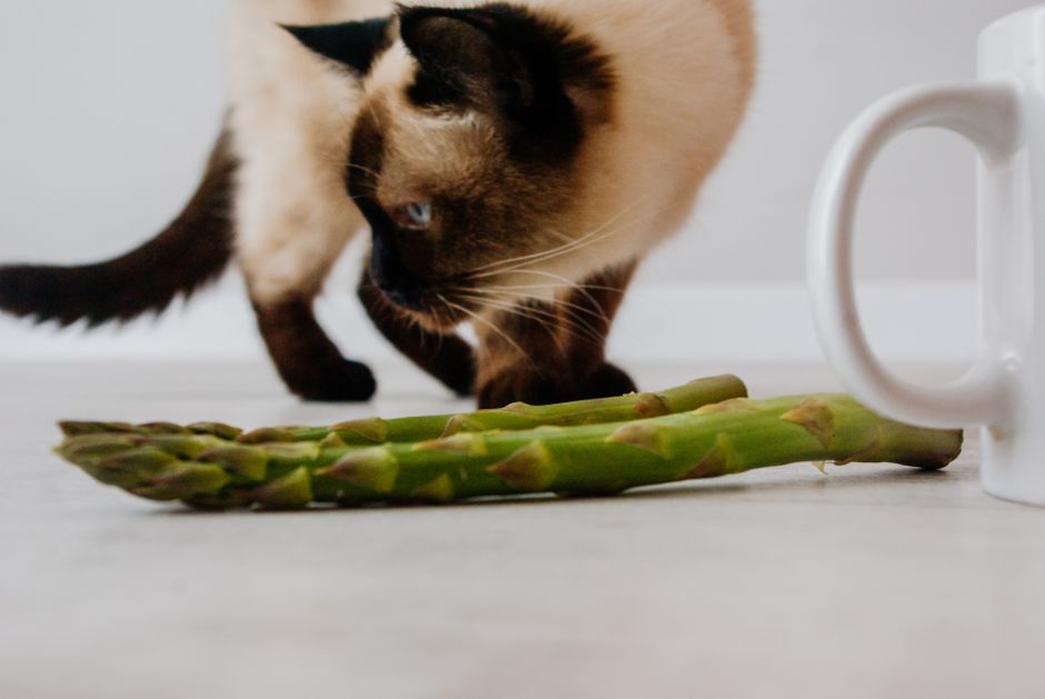 What Foods Are Toxic to Cats? 10 Common Household Hazards