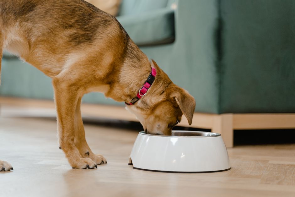 Why Is My Puppy Always Hungry? (Normal Growth vs. Parasites)